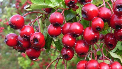 Crataegus oxycanthoides